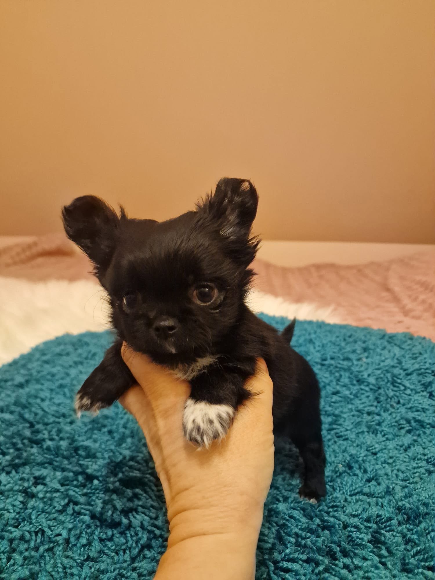 Chihuahua na rękach opiekuna